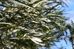 Salix schwerinii