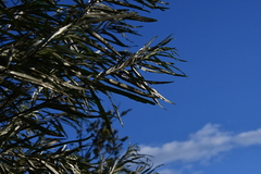 Salix schwerinii