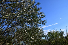 Salix schwerinii