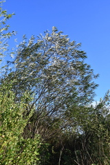 Salix schwerinii