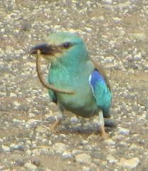 Coracias garrulus garrulus