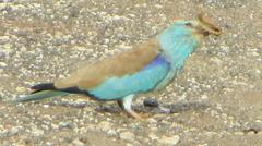 Coracias garrulus garrulus