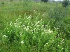 Galium rubioides