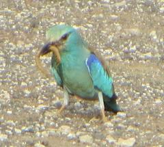Coracias garrulus garrulus