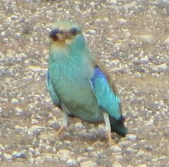 Coracias garrulus garrulus
