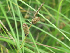 Carex tomentosa