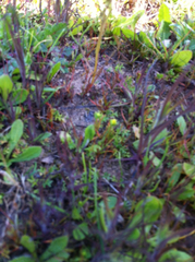 Cicendia quadrangularis