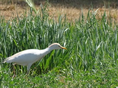 Bubulcus ibis