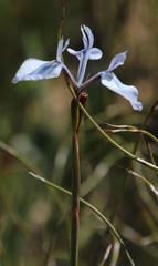 Moraea tripetala tripetala