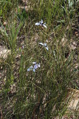 Moraea tripetala tripetala