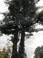 Pinus monticola