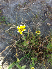 Layia chrysanthemoides