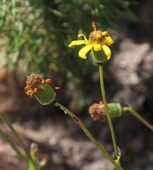 Bolandia pedunculosa