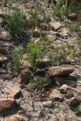 Bolandia pedunculosa