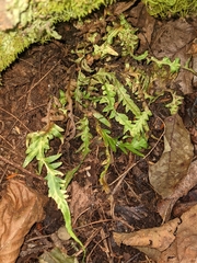 Asplenium × ebenoides