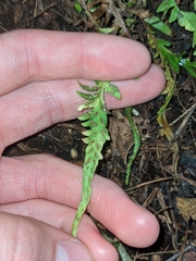 Asplenium × ebenoides