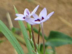 Freesia laxa azurea