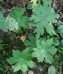 Geranium palustre