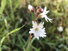Lithophragma affine