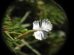 Dianthus petraeus