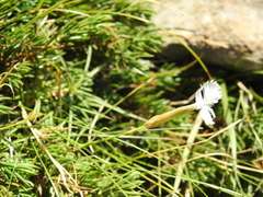Dianthus petraeus
