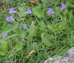 Ruellia ciliatiflora