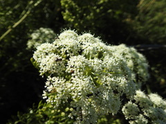 Ligusticum lucidum