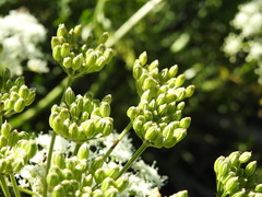 Ligusticum lucidum