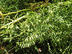 Ligusticum lucidum
