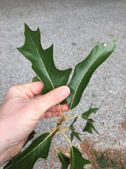 Quercus × leana