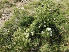 Ligusticum lucidum