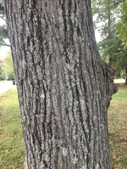 Quercus × leana