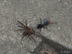 Tachypompilus analis