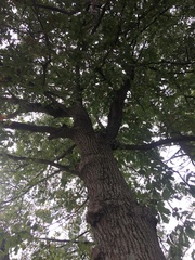Quercus × leana