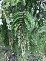 Metasequoia glyptostroboides