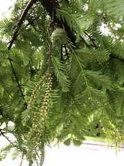 Metasequoia glyptostroboides