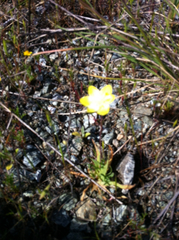 Platystemon californicus