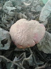Xerocomellus ripariellus