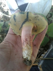 Xerocomellus ripariellus