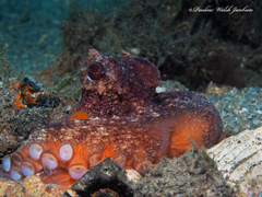 Octopus americanus