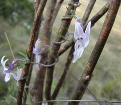 Cyphia sylvatica sylvatica