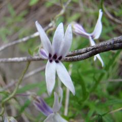 Cyphia sylvatica sylvatica