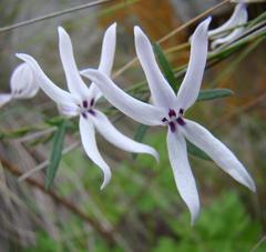 Cyphia sylvatica sylvatica