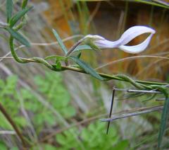 Cyphia sylvatica sylvatica