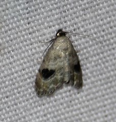 Abablemma duomaculata