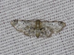 Idaea pervertipennis