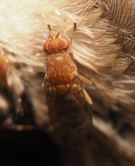 Suillia quinquepunctata