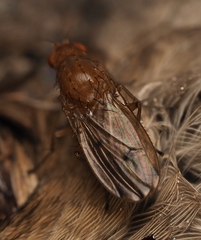 Suillia quinquepunctata