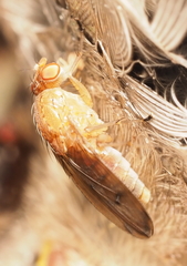 Suillia quinquepunctata