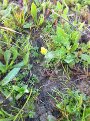 Cicendia quadrangularis